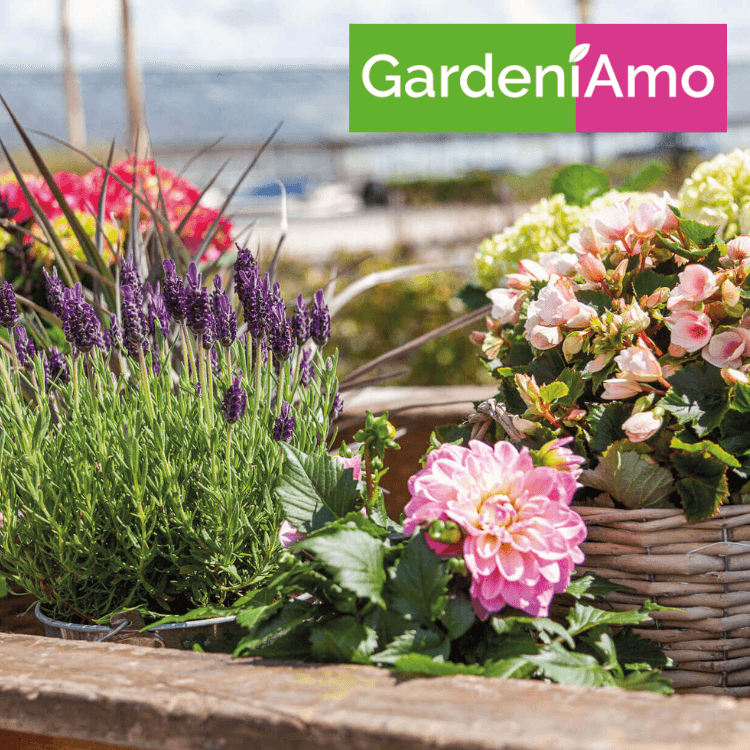 GardeniAmo